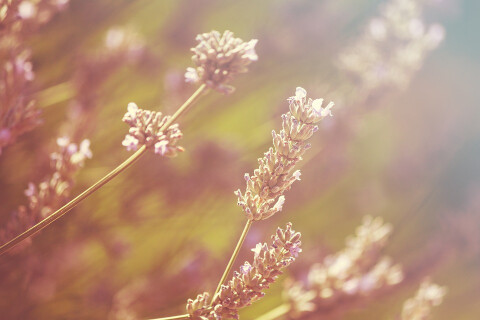 Ondate di calore, attivo dal 15 giugno il numero verde per gli anziani soli e fragili*