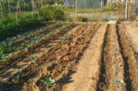 "La canapa “La canva”… Lavoro duro e faticoso"