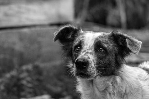 Progetto Pilota “Canile Rifugio”: la struttura d’accoglienza per persone senza dimora con cani