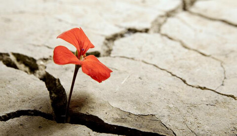 Resilienza trasformativa: cosa significa e quali strumenti bisogna utilizzare per applicarla nel lavoro sociale