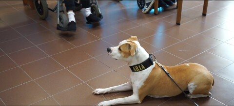 Animali Fantastici per il Benessere di Anziani e Caregiver: si conclude con successo il progetto