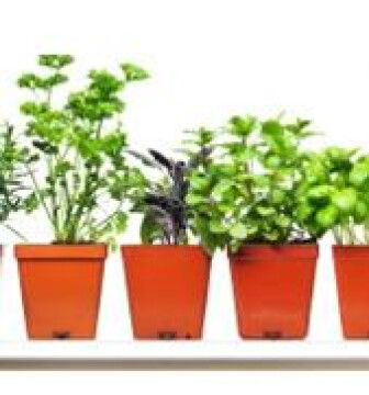 "L'aroma in Viale Roma", un progetto di odori, sapori, colori e cura, presso il Centro Servizi di Viale Roma