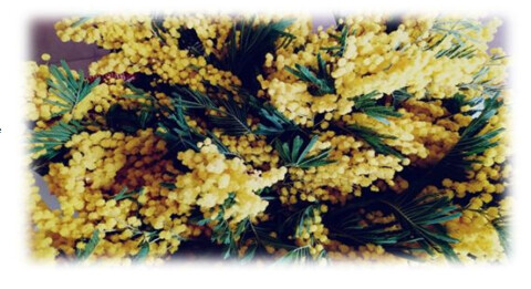 Un mazzolino di mimosa, a volte, richiama alla memoria tanta tradizione e quotidianità
